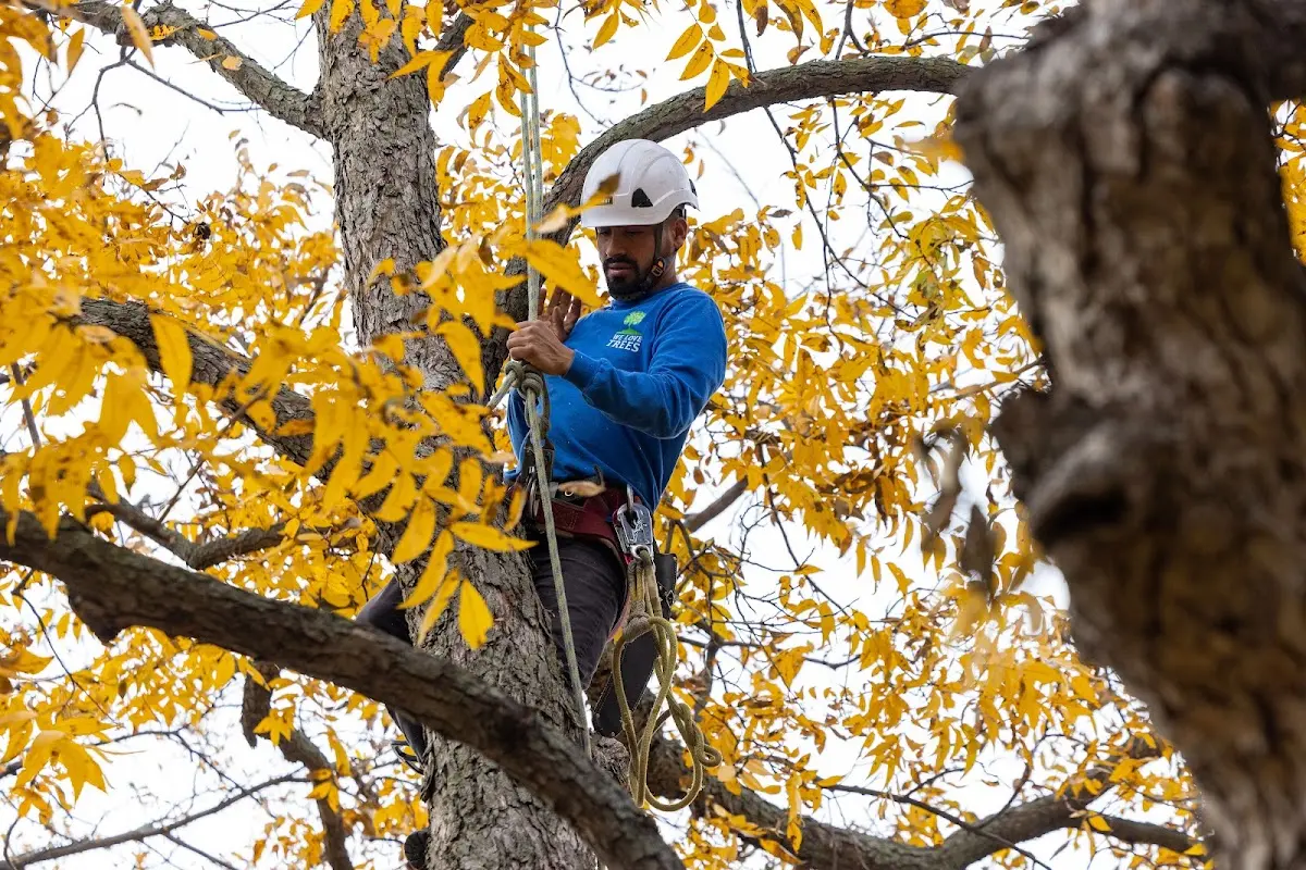 Skilled Tree Planting crew working in Violet